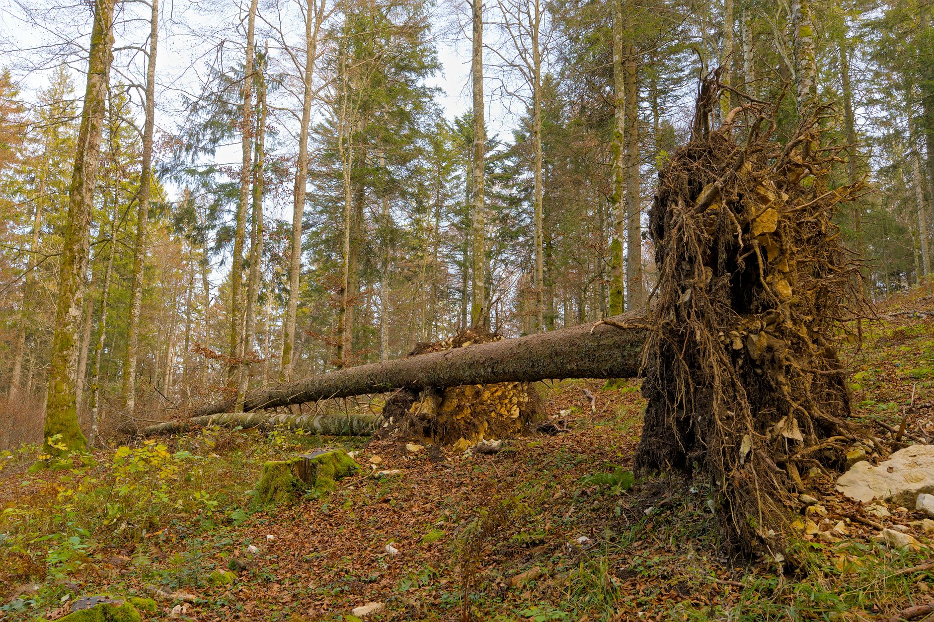 Enlèvement arbre urgence équipe à Cahors